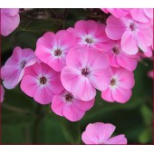 Флокс Phlox Maja